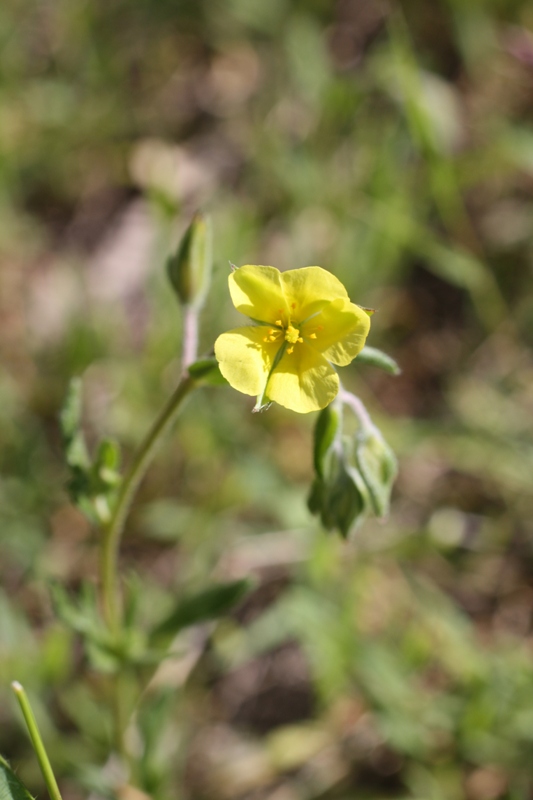 Изображение особи Helianthemum salicifolium.