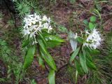 Ledum hypoleucum. Побеги с соцветиями. Хабаровский кр., р. Гур в р-не впадения р. Нижняя Быгда, в лиственничном лесу. 12.06.2008.