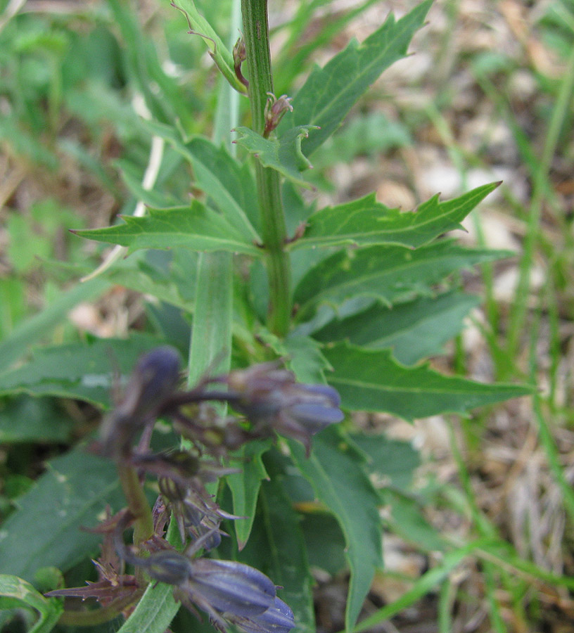 Image of Adenophora tricuspidata specimen.