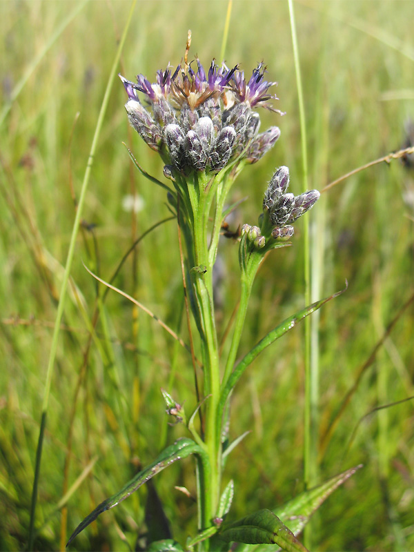 Image of Saussurea porcii specimen.
