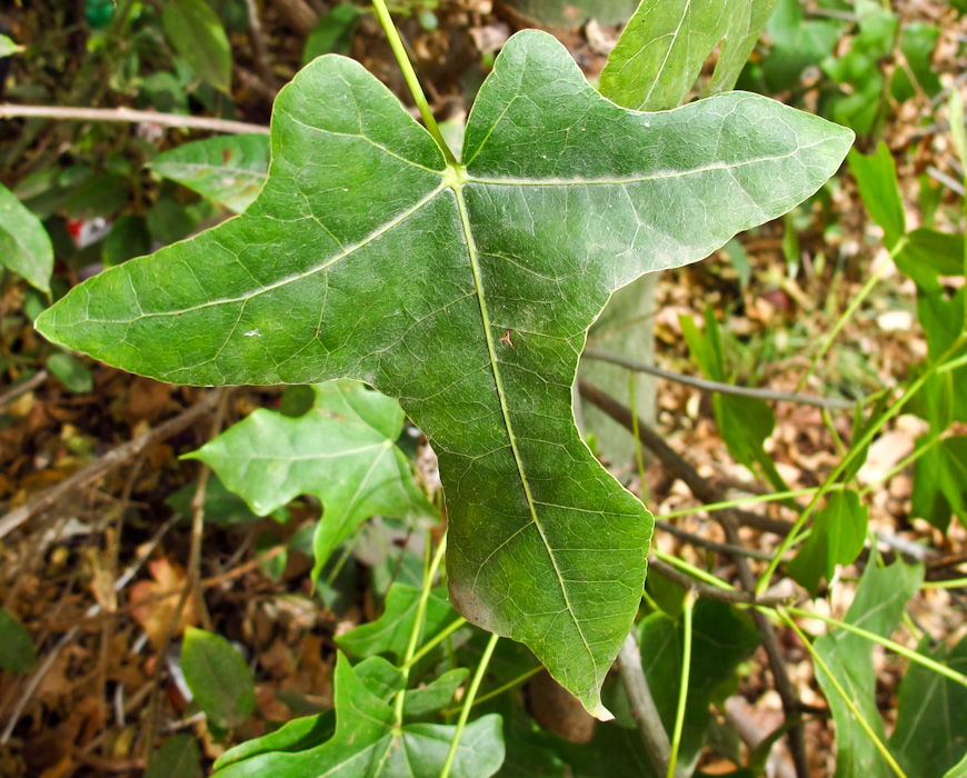 Image of Brachychiton australis specimen.