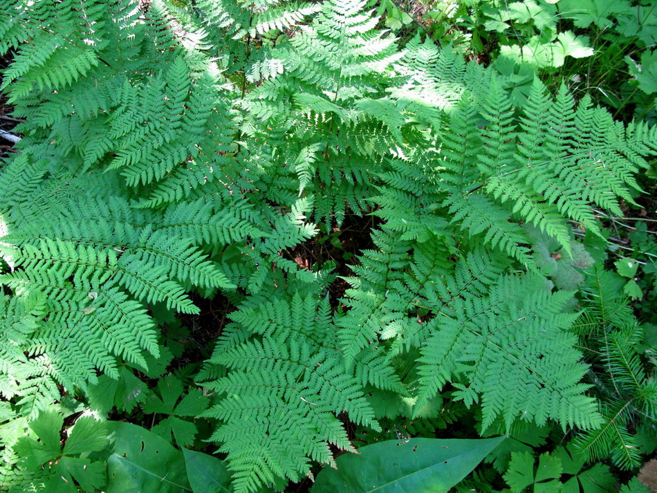 Image of Dryopteris expansa specimen.