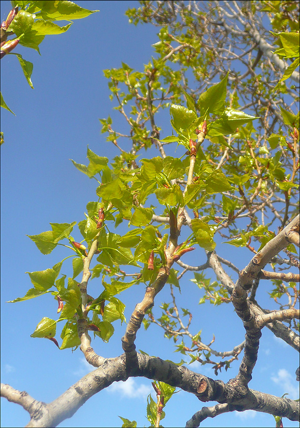 Image of Populus italica specimen.