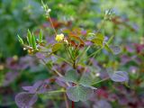Oxalis stricta. Верхушка цветущего и плодоносящего растения. Московская обл., дачный участок. 20.08.2003.