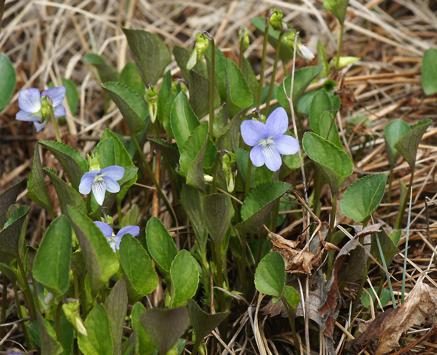 Image of Viola canina specimen.