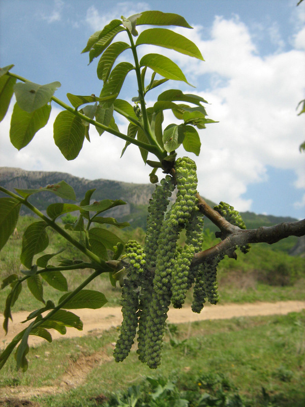 Изображение особи Juglans regia.