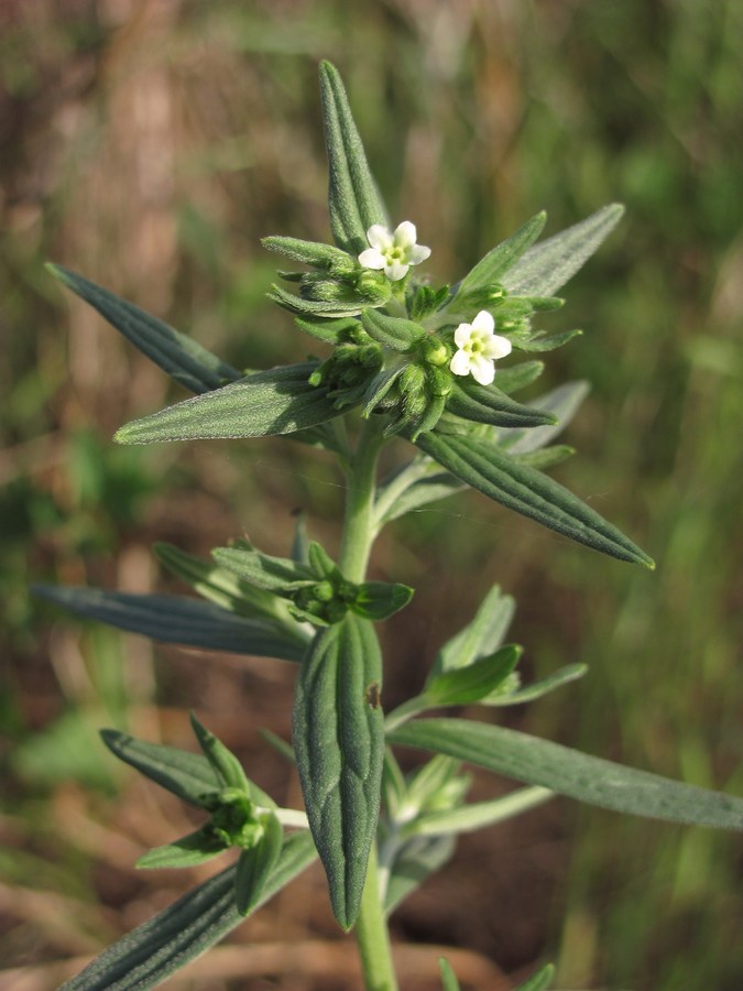 Image of Lithospermum officinale specimen.