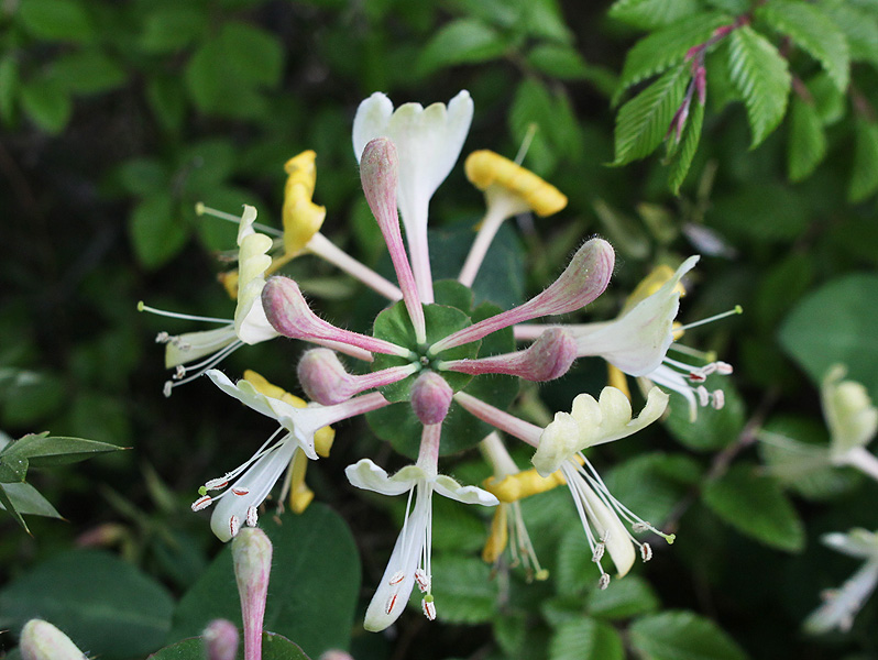 Image of Lonicera caprifolium specimen.