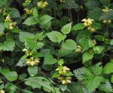 Galeobdolon luteum