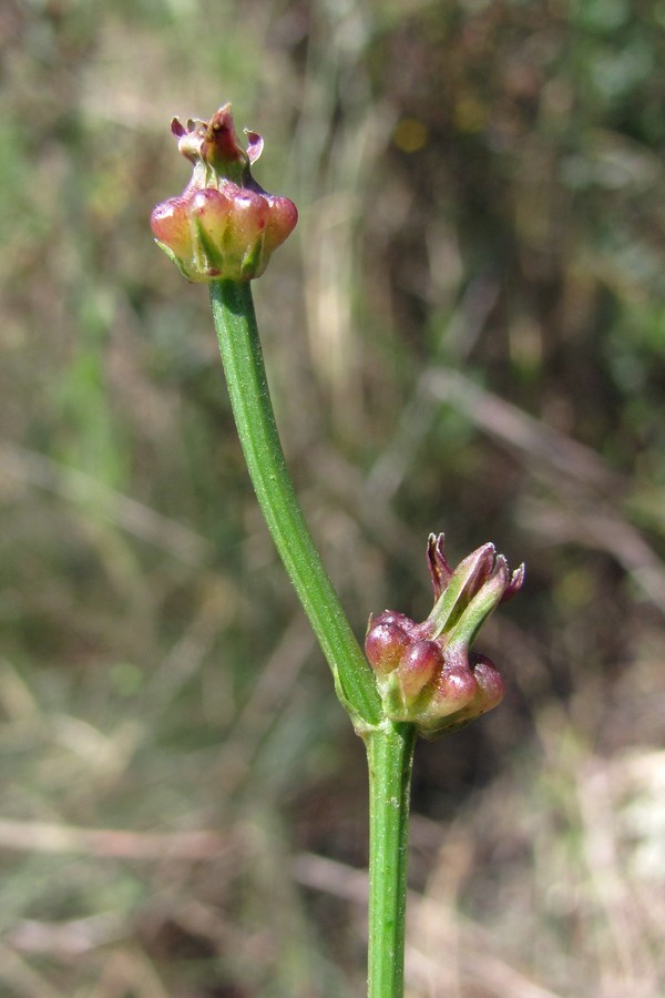 Изображение особи Zacintha verrucosa.