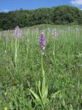 Orchis militaris ssp. stevenii