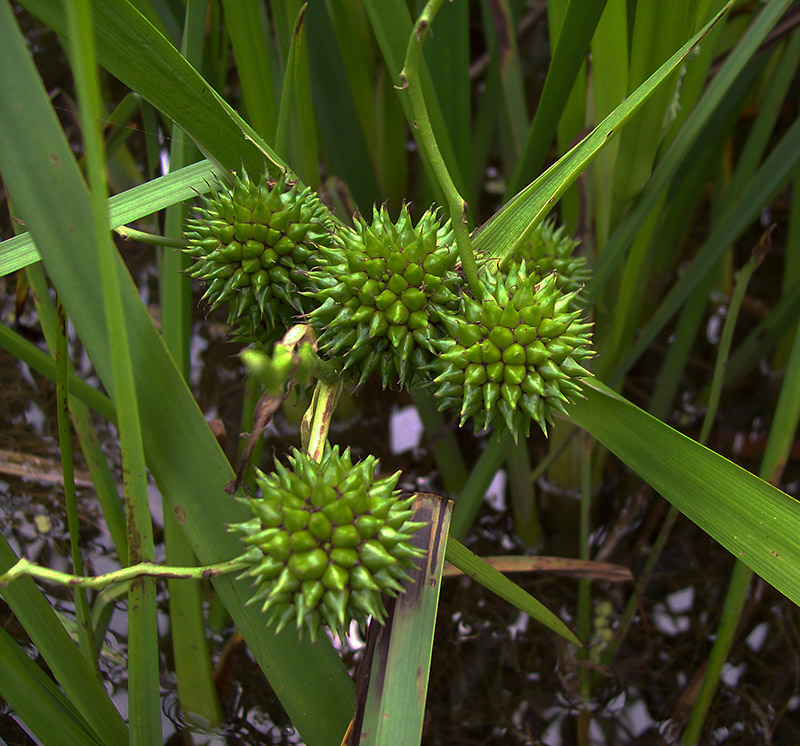 Image of Sparganium microcarpum specimen.