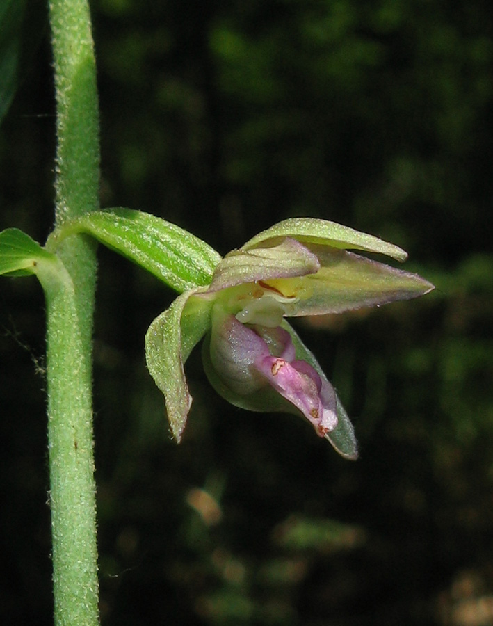 Image of Epipactis helleborine specimen.