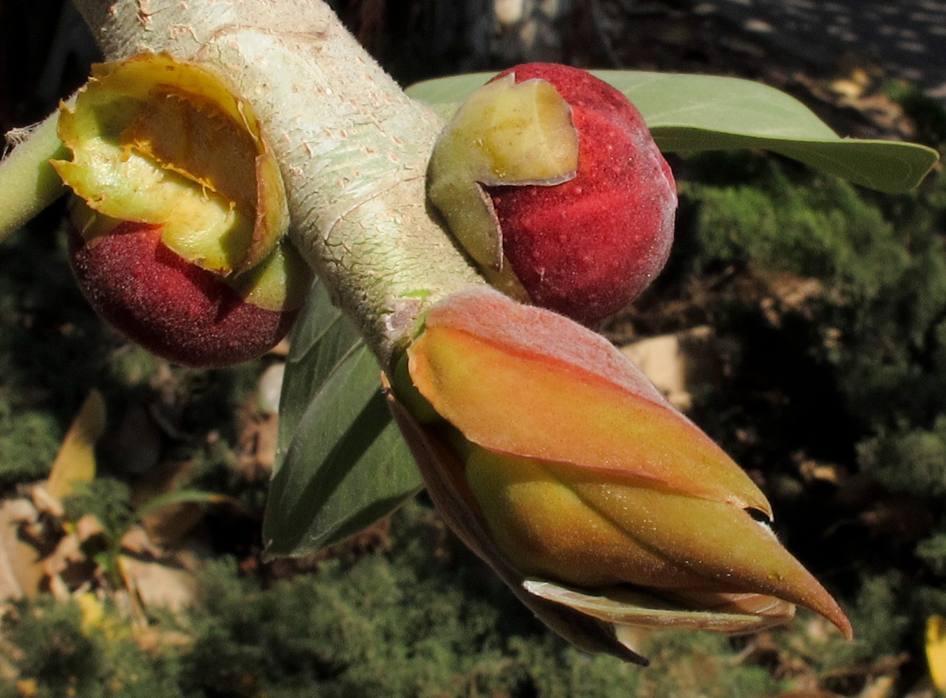 Изображение особи Ficus benghalensis.