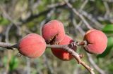 Armeniaca sibirica. Часть веточки с плодами. Республика Бурятия, Тарбагатайский р-н, местность Тугнуйские Столбы. 11.08.2009.