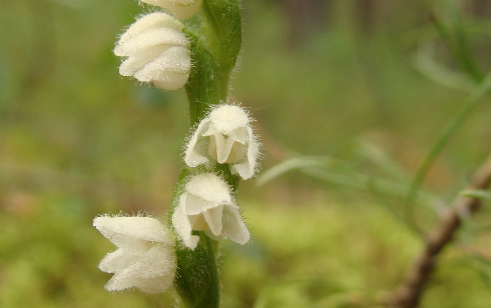 Изображение особи Goodyera repens.