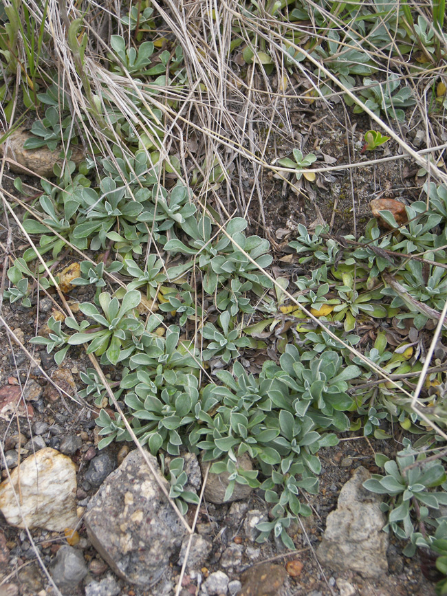 Image of Antennaria caucasica specimen.