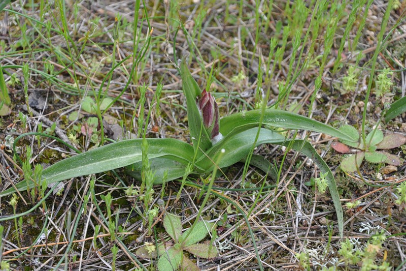 Image of Serapias parviflora specimen.