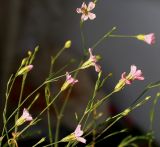 Petrorhagia saxifraga
