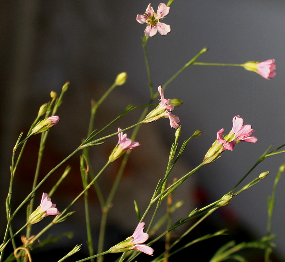 Image of Petrorhagia saxifraga specimen.