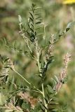 род Glycyrrhiza