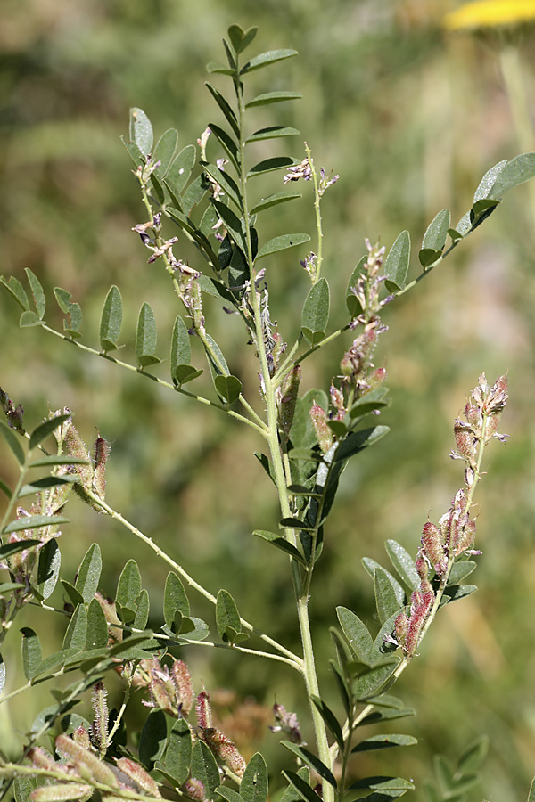 Изображение особи род Glycyrrhiza.