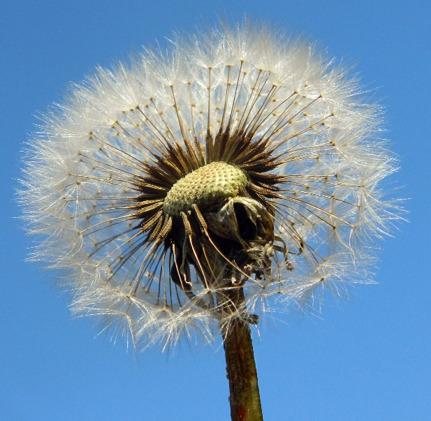 Изображение особи род Taraxacum.