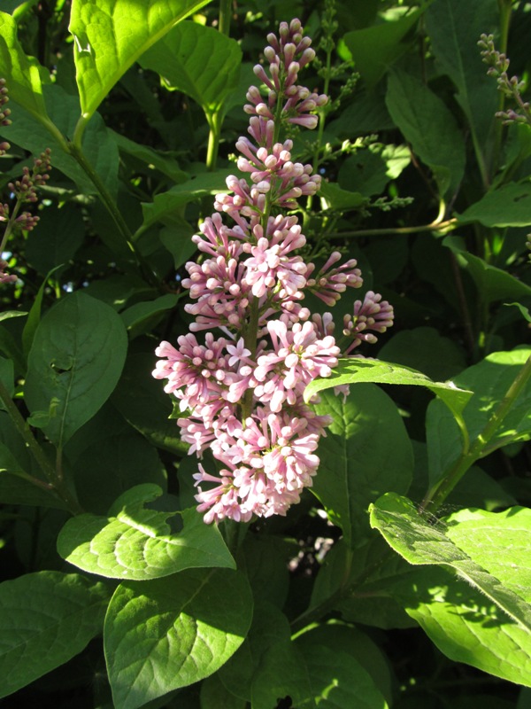 Image of Syringa &times; henryi specimen.