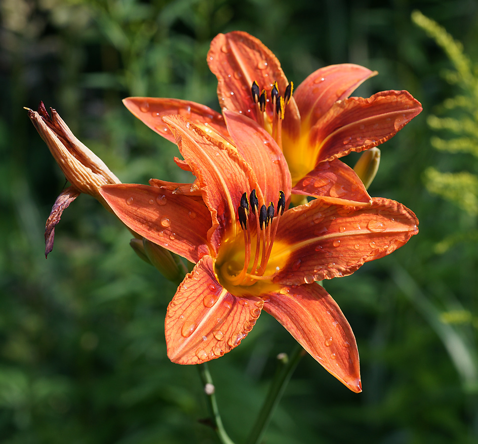 Image of Hemerocallis × hybrida specimen.