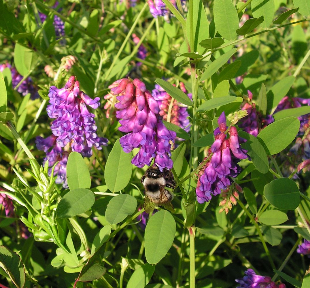 Изображение особи Vicia amurensis.