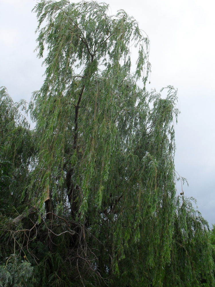 Image of Salix × blanda specimen.
