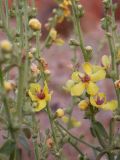 Verbascum gaillardotii. Часть соцветия. Israel, Mount Carmel. 08.06.2008.