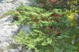 Juniperus sibirica