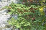 Juniperus sibirica. Взрослое растение. Приморье, Сихотэ-Алинь, долина р. Серебрянки. 11.08.2012.