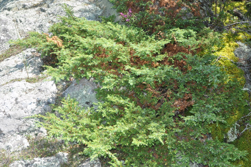 Изображение особи Juniperus sibirica.