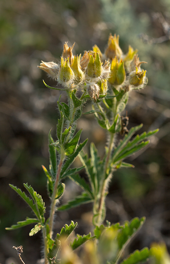 Image of Potentilla astracanica specimen.