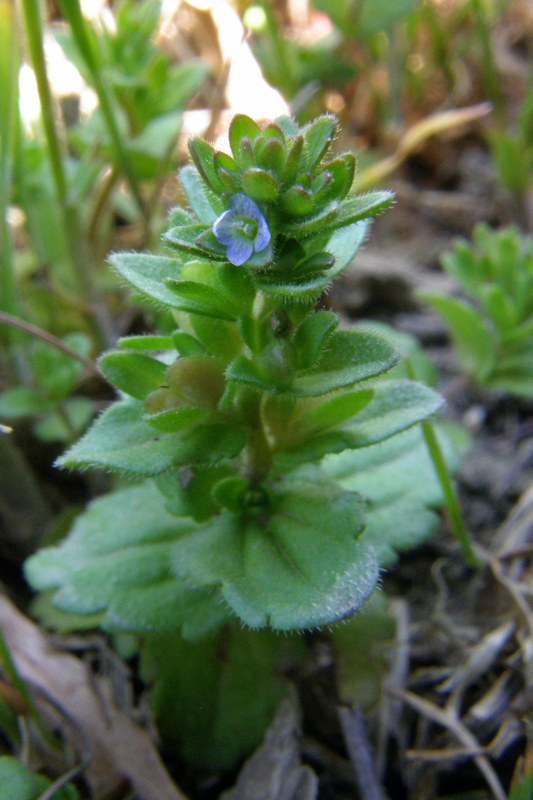 Image of Veronica arvensis specimen.