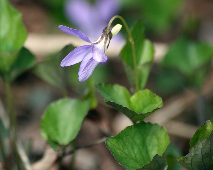 Image of Viola kusanoana specimen.