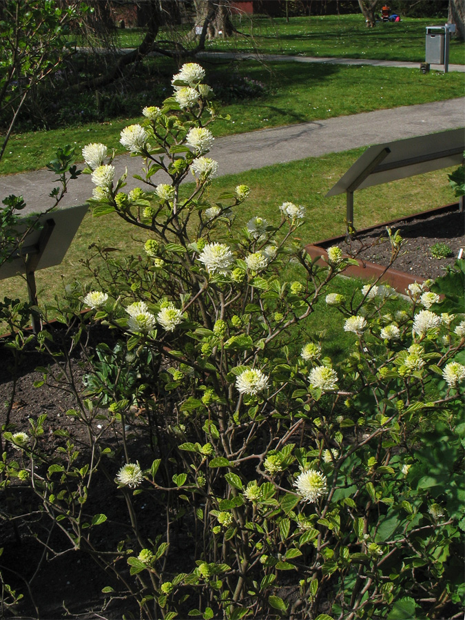 Image of Fothergilla major specimen.