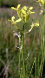 Erysimum canescens. Верхушка цветущего и плодоносящего растения. Ростовская обл., Персиановская степь, окр. станицы Красюковская, верхняя часть правого коренного берега р. Грушевка. 28.05.2012.