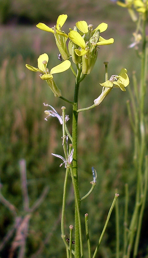 Изображение особи Erysimum canescens.