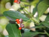 Euonymus japonicus. Зрелые плоды. Южный берег Крыма, Никитский ботанический сад. 27 февраля 2013 г.