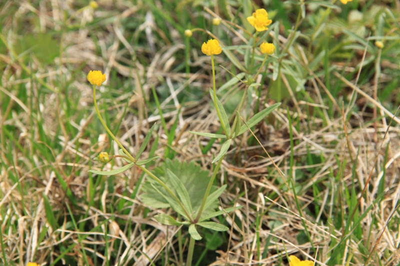 Изображение особи Ranunculus monophyllus.