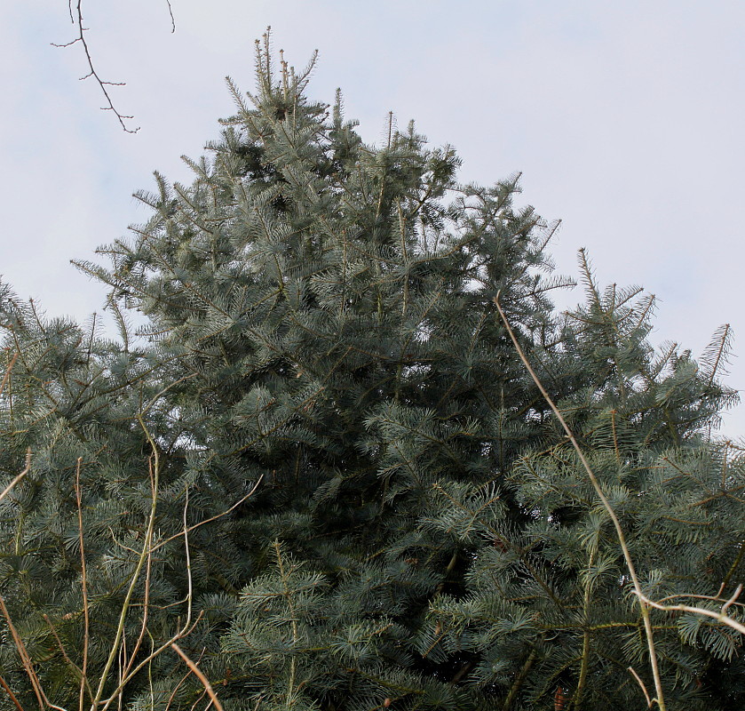 Image of Abies concolor specimen.
