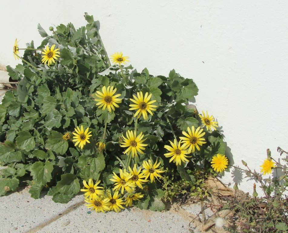 Image of Arctotheca calendula specimen.