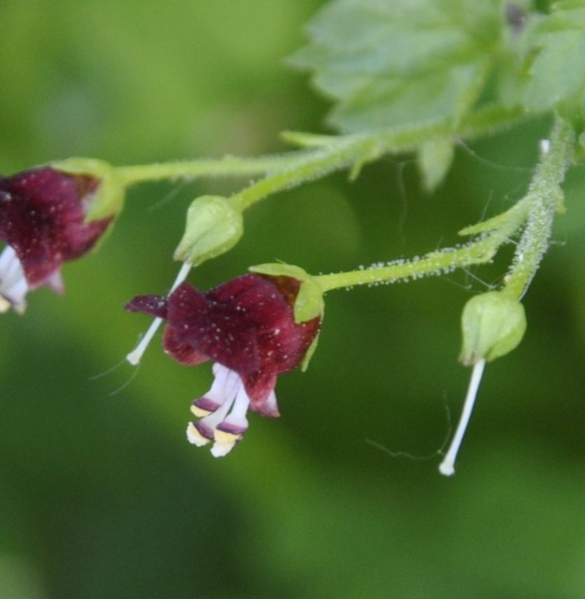 Image of Scrophularia peregrina specimen.