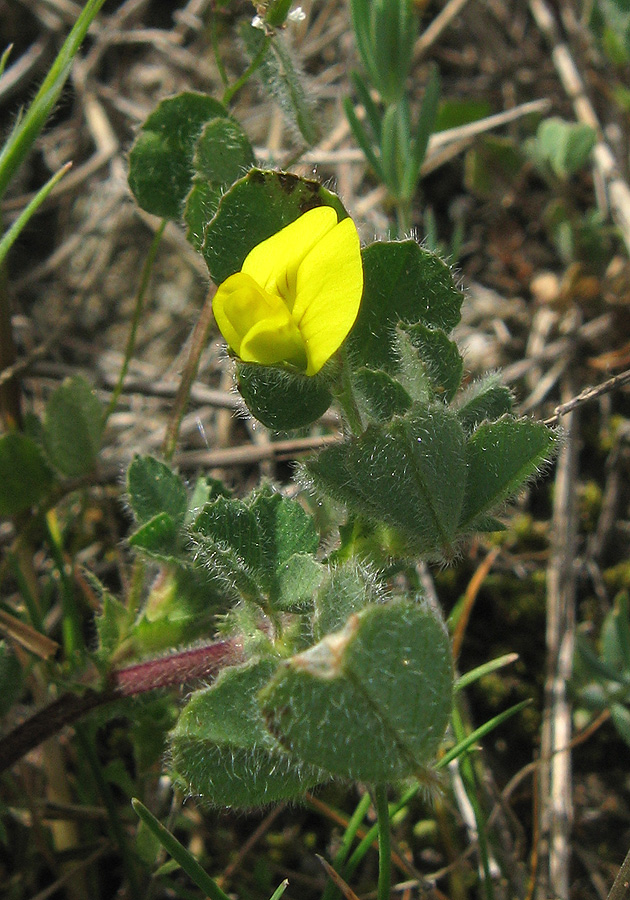 Image of Medicago rigidula specimen.