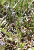 Myosotis micrantha