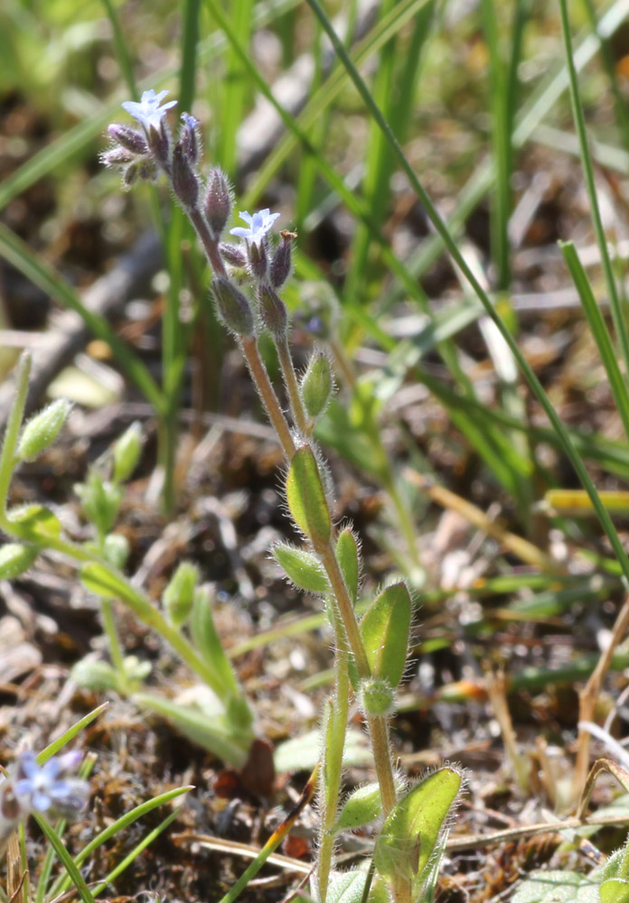 Image of Myosotis micrantha specimen.