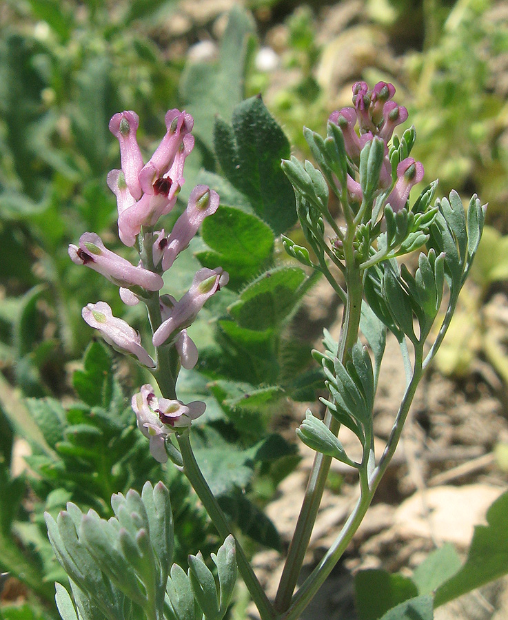 Image of Fumaria vaillantii specimen.